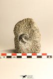 30724 - Partial Prepared 1.18 Inch Spiny Koneprusia dahmani Lower Devonian Trilobite