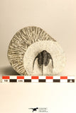 30725 - Beautiful 1.36 Inch Cyphaspis (Otarion) cf. boutscharafinense Devonian Trilobite