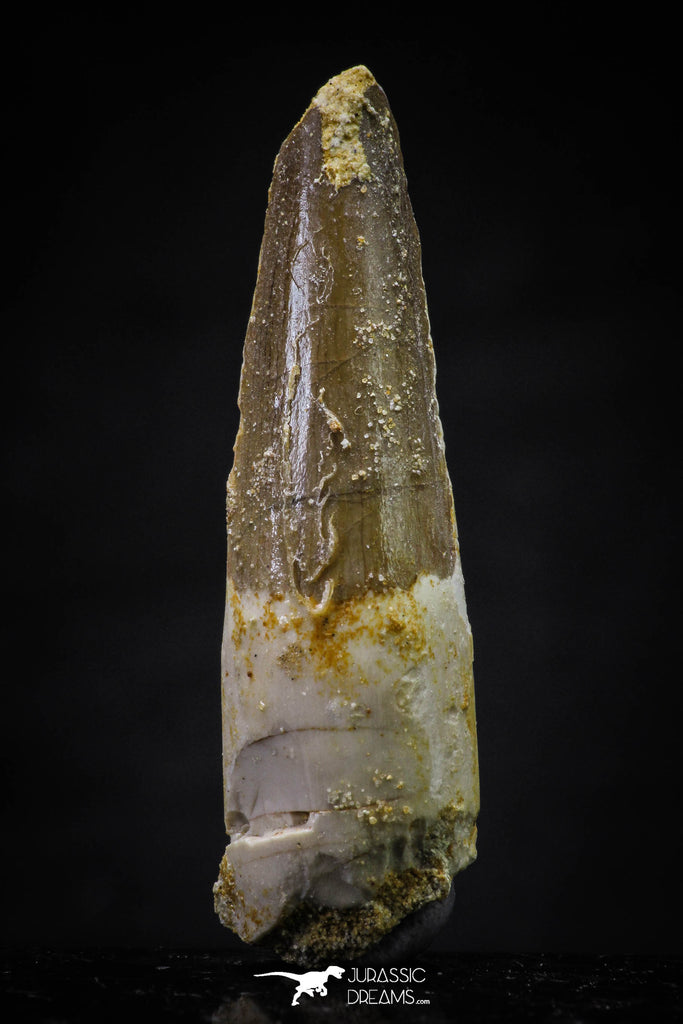 20639 - Well Preserved 2.03 Inch Spinosaurus Dinosaur Tooth Cretaceous