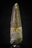 20639 - Well Preserved 2.03 Inch Spinosaurus Dinosaur Tooth Cretaceous