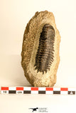 30730 - Well Prepared 2.65 Inch Crotalocephalina (Crotalocephalus) gibbus Lower Devonian Trilobite