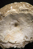 06875 - Top Huge 2.51 Inch Otodus obliquus Shark Vertebra Bone Paleocene