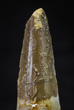 20639 - Well Preserved 2.03 Inch Spinosaurus Dinosaur Tooth Cretaceous