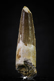 20639 - Well Preserved 2.03 Inch Spinosaurus Dinosaur Tooth Cretaceous