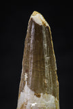 20639 - Well Preserved 2.03 Inch Spinosaurus Dinosaur Tooth Cretaceous