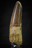 20640 - Well Preserved 1.92 Inch Spinosaurus Dinosaur Tooth Cretaceous