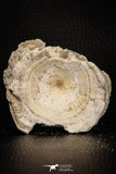 06876 - Top Huge 2.54 Inch Otodus obliquus Shark Vertebra Bone Paleocene