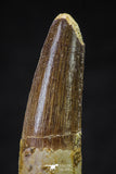 20640 - Well Preserved 1.92 Inch Spinosaurus Dinosaur Tooth Cretaceous