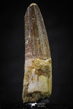 20640 - Well Preserved 1.92 Inch Spinosaurus Dinosaur Tooth Cretaceous