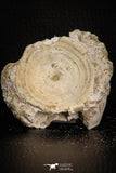 06876 - Top Huge 2.54 Inch Otodus obliquus Shark Vertebra Bone Paleocene