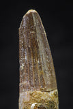 20640 - Well Preserved 1.92 Inch Spinosaurus Dinosaur Tooth Cretaceous