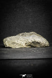 22066 - Top Quality 1.60 Inch Scabriscutellum sp Middle Devonian Trilobite
