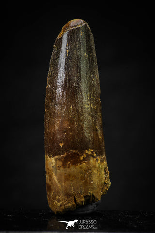 20641 - Well Preserved 1.93 Inch Spinosaurus Dinosaur Tooth Cretaceous