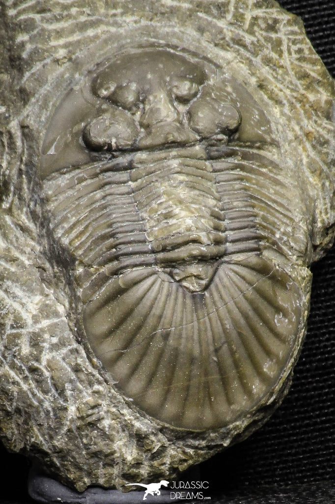 22066 - Top Quality 1.60 Inch Scabriscutellum sp Middle Devonian Trilobite