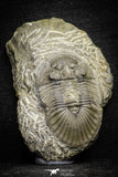 22066 - Top Quality 1.60 Inch Scabriscutellum sp Middle Devonian Trilobite