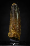 20641 - Well Preserved 1.93 Inch Spinosaurus Dinosaur Tooth Cretaceous