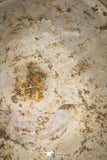 06877 - Top Huge 2.39 Inch Otodus obliquus Shark Vertebra Bone Paleocene