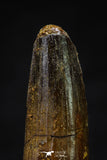 20641 - Well Preserved 1.93 Inch Spinosaurus Dinosaur Tooth Cretaceous