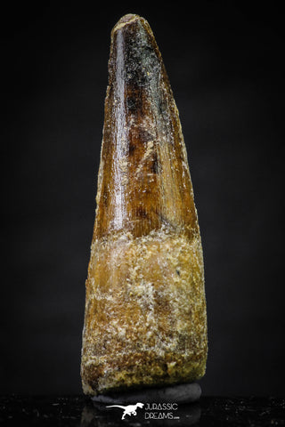 20642 - Well Preserved 1.74 Inch Spinosaurus Dinosaur Tooth Cretaceous