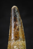 20642 - Well Preserved 1.74 Inch Spinosaurus Dinosaur Tooth Cretaceous