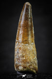 20642 - Well Preserved 1.74 Inch Spinosaurus Dinosaur Tooth Cretaceous