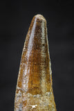 20642 - Well Preserved 1.74 Inch Spinosaurus Dinosaur Tooth Cretaceous