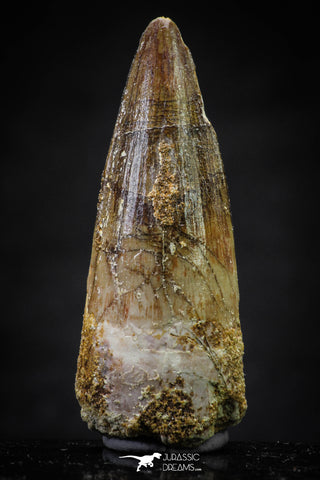 20643 - Well Preserved 1.83 Inch Spinosaurus Dinosaur Tooth Cretaceous