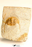 30792 - Top Beautiful 0.99 Inch Onnia sp Ordovician Trilobite