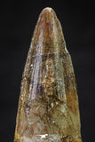 20643 - Well Preserved 1.83 Inch Spinosaurus Dinosaur Tooth Cretaceous