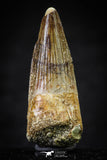 20643 - Well Preserved 1.83 Inch Spinosaurus Dinosaur Tooth Cretaceous