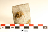30792 - Top Beautiful 0.99 Inch Onnia sp Ordovician Trilobite