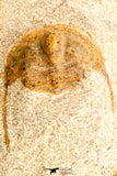 30792 - Top Beautiful 0.99 Inch Onnia sp Ordovician Trilobite