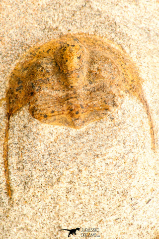 30792 - Top Beautiful 0.99 Inch Onnia sp Ordovician Trilobite