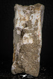 06878 - Top Huge 2.46 Inch Otodus obliquus Shark Vertebra Bone Paleocene