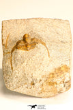 30792 - Top Beautiful 0.99 Inch Onnia sp Ordovician Trilobite