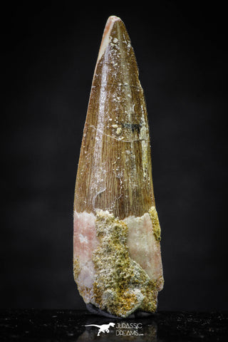 20644 - Well Preserved 1.90 Inch Spinosaurus Dinosaur Tooth Cretaceous