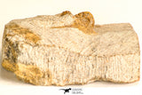 30792 - Top Beautiful 0.99 Inch Onnia sp Ordovician Trilobite