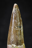 20644 - Well Preserved 1.90 Inch Spinosaurus Dinosaur Tooth Cretaceous