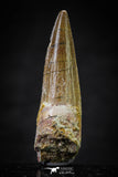 20644 - Well Preserved 1.90 Inch Spinosaurus Dinosaur Tooth Cretaceous