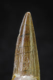 20644 - Well Preserved 1.90 Inch Spinosaurus Dinosaur Tooth Cretaceous