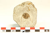 30793 - Well Prepared 0.83 Inch Onnia sp Ordovician Trilobite