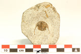 30793 - Well Prepared 0.83 Inch Onnia sp Ordovician Trilobite