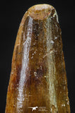 20645 - Well Preserved 1.65 Inch Spinosaurus Dinosaur Tooth Cretaceous