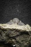 22067 - Top Quality 1.13 Inch Cornuproetus sp Middle Devonian Trilobite