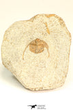 30793 - Well Prepared 0.83 Inch Onnia sp Ordovician Trilobite