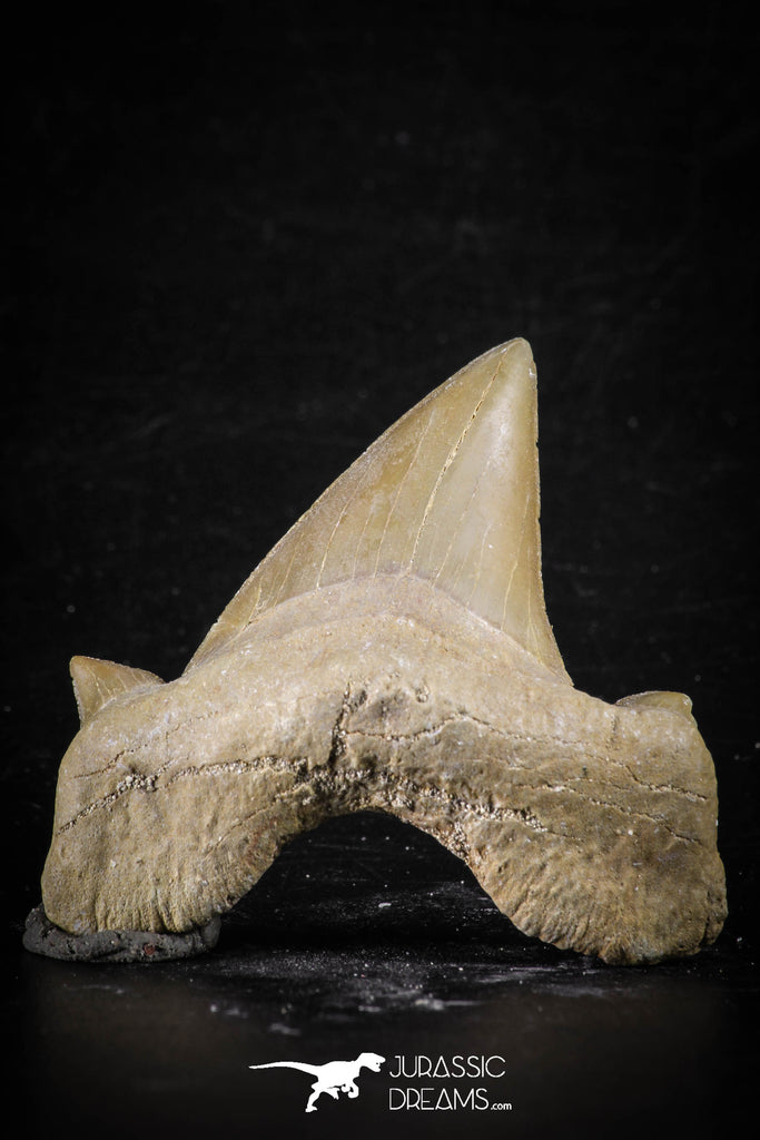 88455 - Top Beautiful OTODUS OBLIQUUS (mackerel shark) Tooth Paleocene