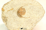 30793 - Well Prepared 0.83 Inch Onnia sp Ordovician Trilobite