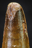 20645 - Well Preserved 1.65 Inch Spinosaurus Dinosaur Tooth Cretaceous