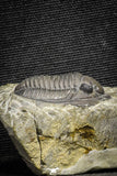 22067 - Top Quality 1.13 Inch Cornuproetus sp Middle Devonian Trilobite