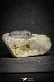 22067 - Top Quality 1.13 Inch Cornuproetus sp Middle Devonian Trilobite